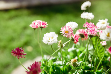 flowers on a green background. small sunny flowers petals
