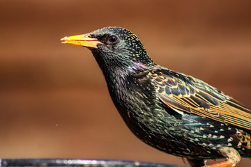 starling portrait