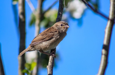 sparrow fledgling