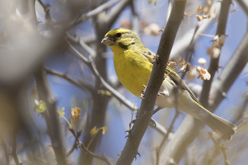 White-bellied Canary that sits hurting dry branches in the bushes in the dry season