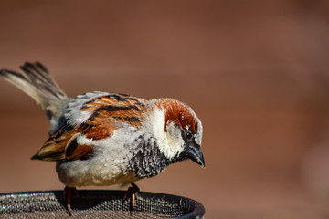 male house sparrow