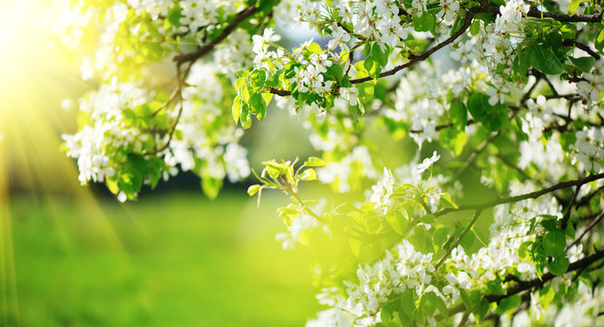 Spring blossom background. Nature scene with blooming tree and sun flare. Spring flowers. Beautiful orchard