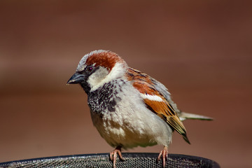 male house sparrow