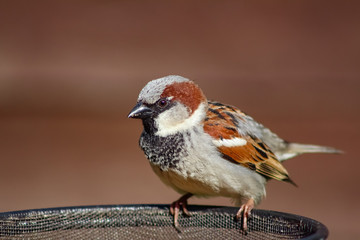male house sparrow