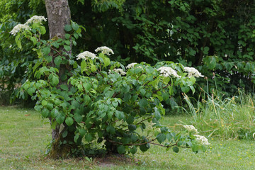 climbing hortensia (Hydrangea petiolaris) in bloom on an apple tree in a rural country garden, copy space