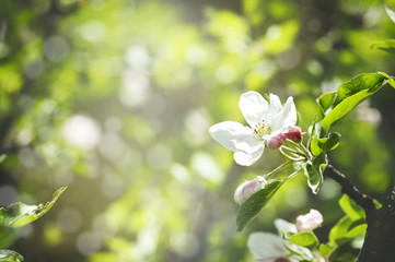 Beautiful floral background with apple flowers blossom. Nature flowers background
