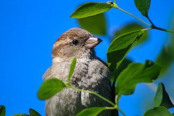 female sparrow 