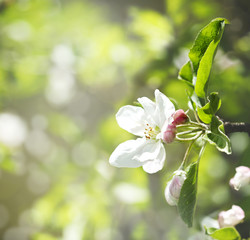 Beautiful floral background with apple flowers blossom. Nature flowers background