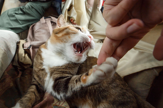 Beautiful ginger angry cat playing with woman hand and biting her with funny emotions