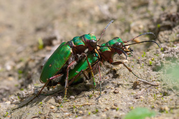 Green tiger beetles (Cicindela campestris) mating. Insects in the family Carabidae in cop, showing metallic colouring and impressive mandibles