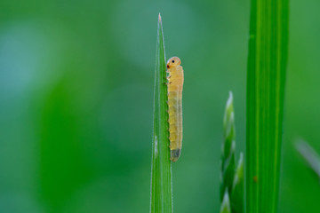 Sawfly larva on cock's-foot grass (Dactylis glomerata). Insect in the Order Hymenoptera, suborder Symphyta, feeding on common grass in British meadow