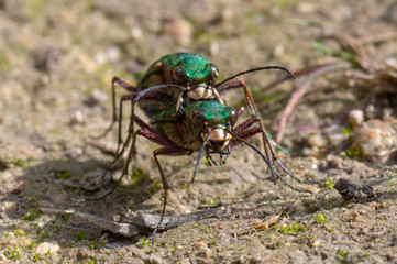 Green tiger beetles (Cicindela campestris) mating, head on. Insects in the family Carabidae in cop, showing metallic colouring and impressive mandibles