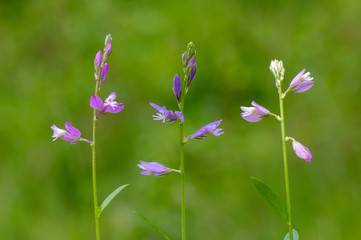 Fototapeta premium Common milkwort (Polygala vulgaris) colour forms. Variations of flowers of plant in the family Polygalaceae, a typical species of calcareous grassland meadows