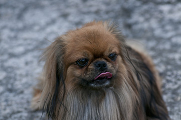 Pekinese