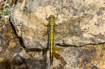 Black-tailed skimmer (Orthetrum cancellatum) female. Yellow dragonfly in the family Libellulidae, at rest