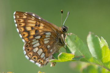 Duke of Burgundy fritillary butterfly (Hamearis lucina) underside. Underside of male insect in the family Riodinidae, perched on leaf