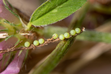 Burnet companion (Euclidia glyphica) ova on red clover. Eggs of moth in the family Noctuidae laid in a row on exposed root of Trifolium pratense