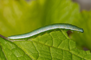 Obraz premium Orange-tip butterfly (Anthocharis cardamines) caterpillar. Camouflaged larva of insect in the family Pieridae feeding on garlic mustard (Alliaria petiolata) leaf