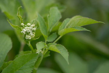 Ground-elder (Aegopodium podagraria) coming into flower. Low growing plant in the family Apiacaea with distinctive toothed leaves and white umbel of flowers