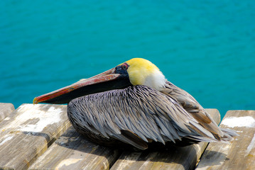 Colorful Pelican resting on a deck in Curacao