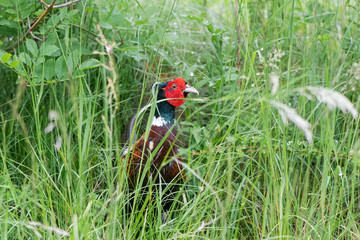Cock pheasant (Phasianus colchicus) amongst grass. Male game bird in the family Phasianidae with distinctive red wattle