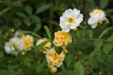 Obraz premium Apricot yellow and white flowers of the rambling rose christine helene, the small flowers on long panicles appear several times throughout the summer