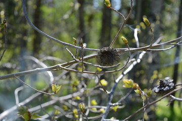 Woods of Wyoming with grain, wood, and patters 