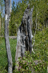 Woods of Wyoming with grain, wood, and patters 