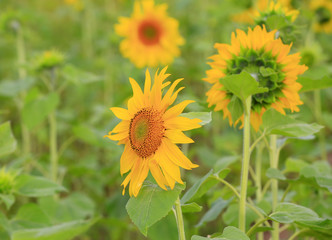 Sunflowers, on an outdoor plantation