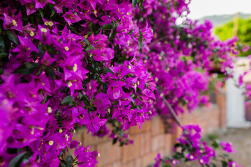 Blooming purple flowers in the open air in Turkey