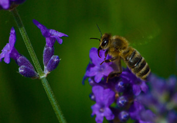 Bee