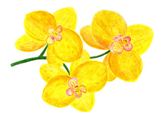 Flowers of a yellow orchid. Watercolor illustration.
Branch with three bright yellow orchid flowers. Element for decoration, design.