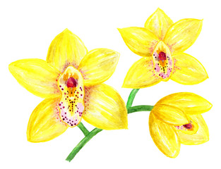 Flowers of a yellow orchid. Branch with three flowers. Watercolor illustration.
Beautiful flowers of yellow orchid on a white background. Element for decoration.