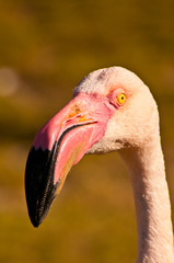 Fototapeta premium Flamingo