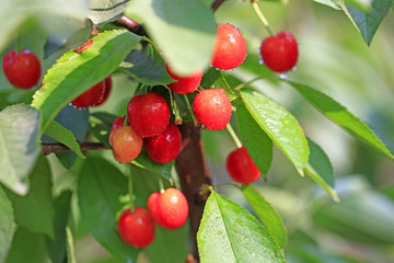 Ripe cherries in the orchard
