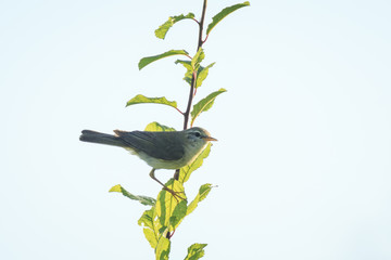 Willow warbler bird, Phylloscopus trochilus, perched and singing