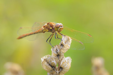 Closeup of a red male Vagrant darter Sympetrum vulgatum
