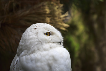 Closeup portrait of a snowy owl (Bubo scandiacus) bird of prey