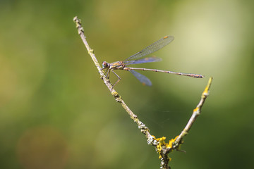 Detail closeup of a western willow emerald damselfly Chalcolestes viridis