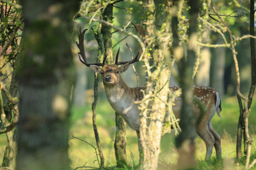Close up of a Fallow deer, Dama Dama, ruting behaviour