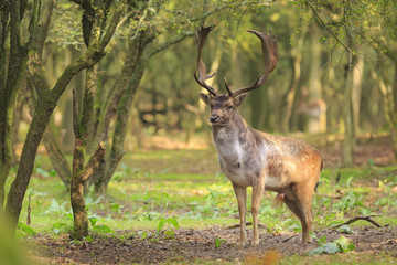 Big Fallow deer stag with large antlers walking in a forest