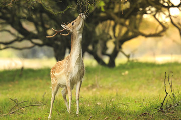 Young fallow deer buck, Dama Dama, walking in a dark forest