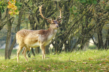Naklejka na ściany i meble Big Fallow deer stag with large antlers walking in a forest
