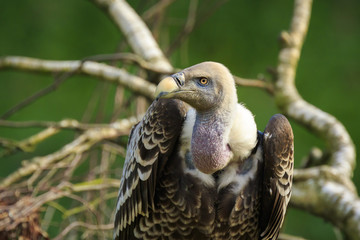 Close up of a Large Eurasian griffon vulture (Gyps fulvus)