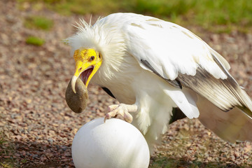 Egyptian vulture (Neophron percnopterus) bird of prey, breaks a big white egg with a stone in his beak.