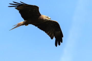 Black kite Milvus migrans in flight hunting