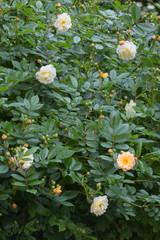 Fototapeta premium rambling or climbing rose 