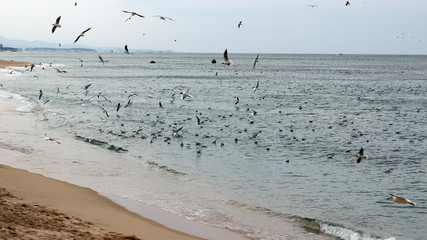 Seagulls flying and beach views.