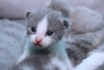 TINY GRAY AND WHITE KITTEN