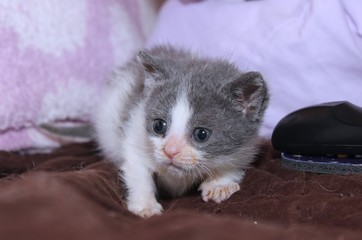 TINY GRAY AND WHITE KITTEN